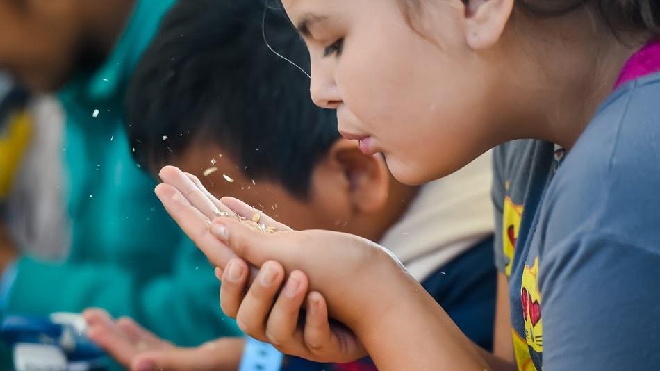 Child blowing away seeds in hands