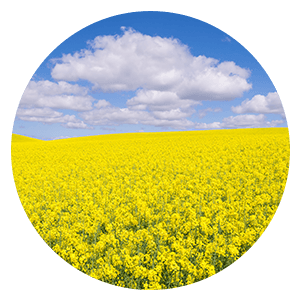 Weather_Circle