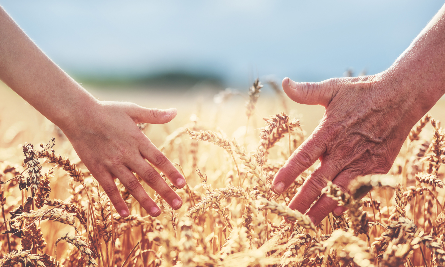 Wheat field blue sky with close up of two hands in field
