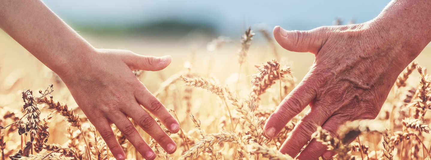 Wheat field blue sky with close up of two hands in field