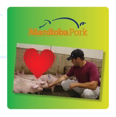 Screenshot of pork educational video alongside Manitoba Pork logo on green and yellow gradient background