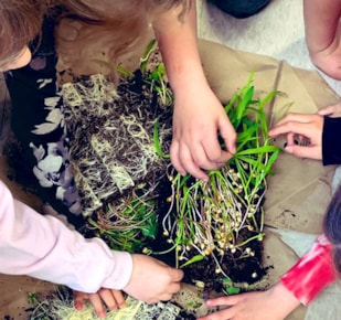 Two early years students with plants in classroom 