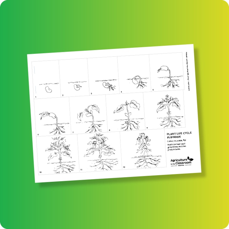 Potato plant flipbook worksheet