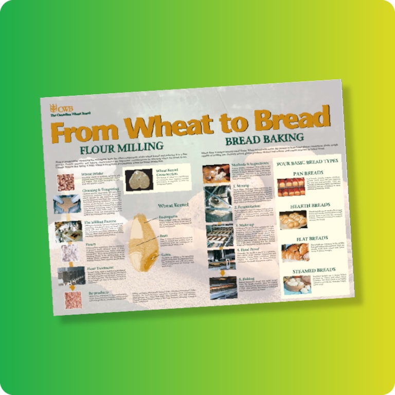 From Wheat to Bread graphic sheet on green and yellow gradient background