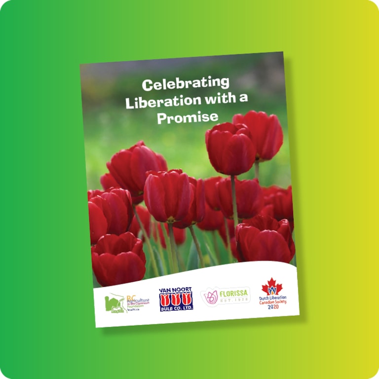 Dutch Liberation Tulips