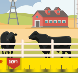 Worried About Hormones in Cattle Cover Page